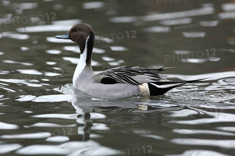 Pintail duck, Anas acuta, Pintail