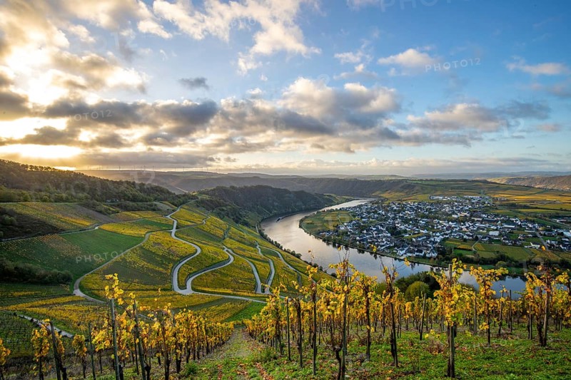 Beautiful vineyards in autumn, yellow leaves, a fantastic sunrise in the middle of the vineyards. Paths lead through the steep slopes of the sunny Moselle valley near Piesport