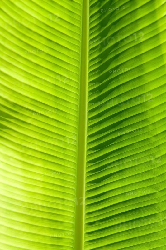 Green leaf texture showing all nerves, Chloroplast with chlorophyll giving color to leaf and used for photosynthesis, New York, USA