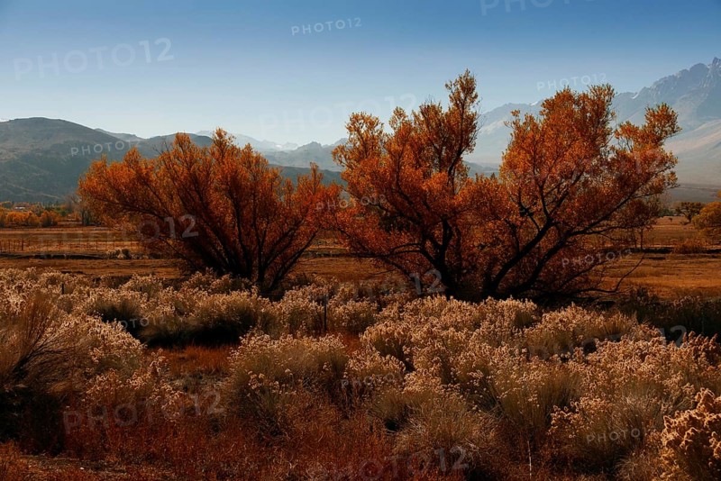 Mount Gabb USA America gold tree with ice