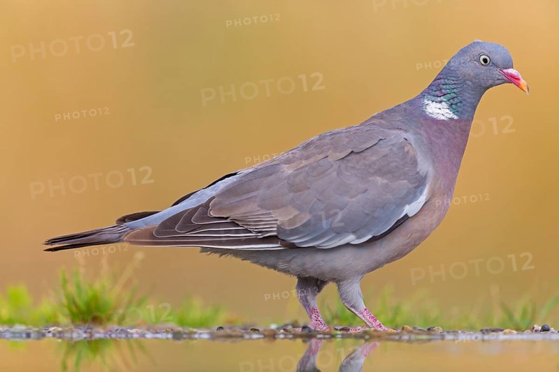Wood pigeon, animals, birds, pigeon, pigeon family, (Columba palumbus), Pigeon ramier, Beindersheim, Bad Dürkheim district, Rhineland-Palatinate, Federal Republic of Germany