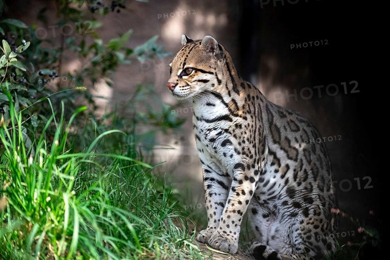 Ocelot (Leopardus pardalis), An ocelot sits among green foliage, its spotted coat highlighted by sunlight, creating a jungle atmosphere