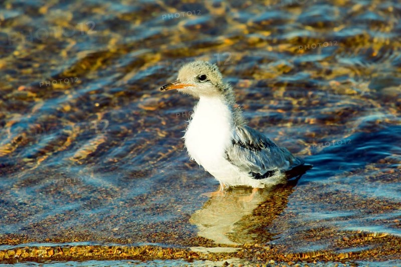 Funny furry baby bird after bathing, wet chicken. Chicks of Common Tern in diferent age