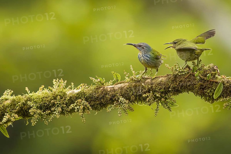 Shining honeycreeper tanager, costarica