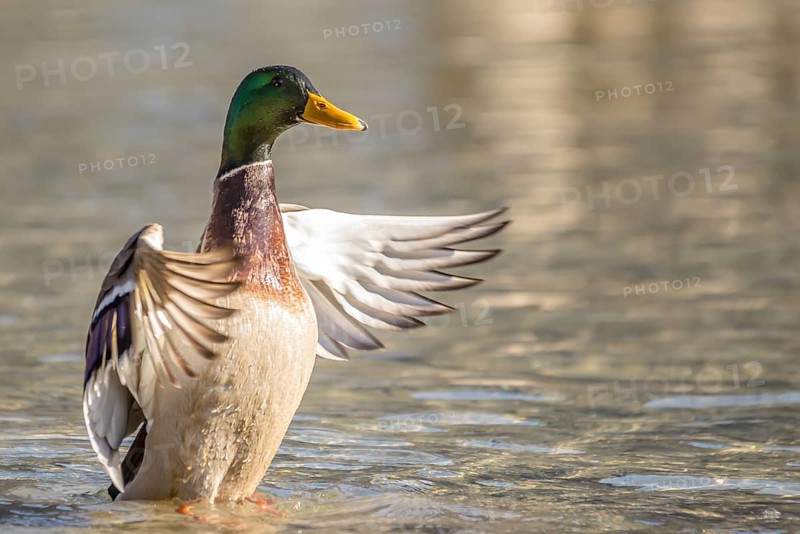 Mallard (Anas platyrhynchos)
