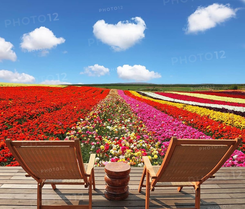 Flowers for export. Field of multi-colored decorative buttercups Ranunculus Bloomingdale. Comfortable lounge chairs on wooden platform for rest and observation