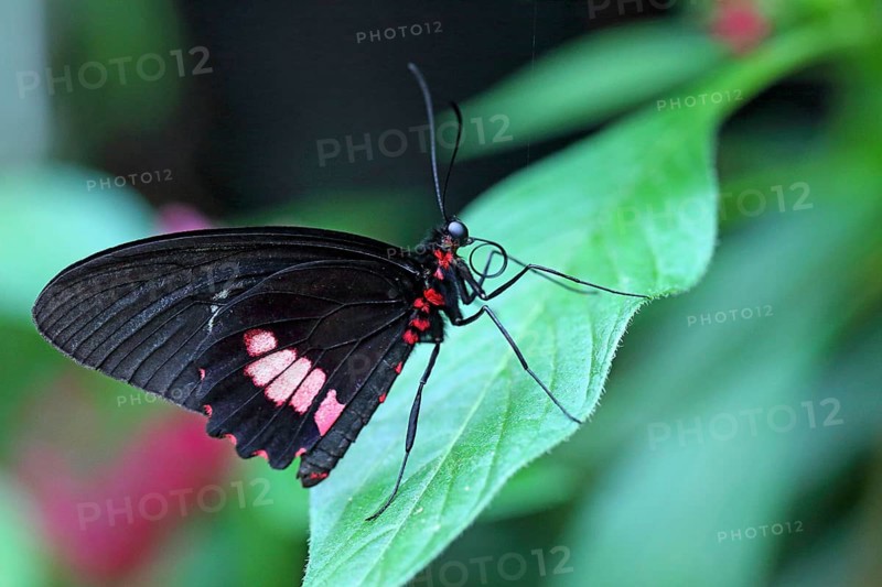 Common Parides iphidamas (Parides iphidamas)