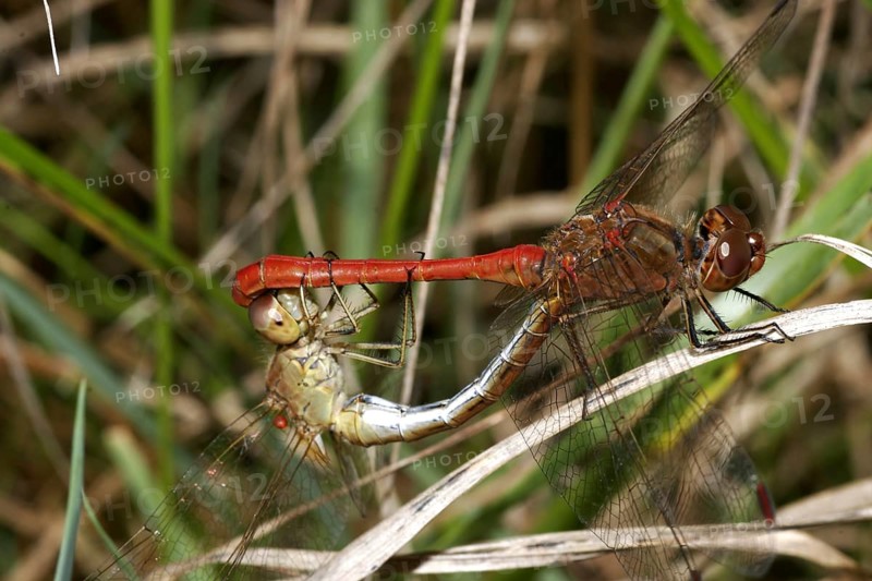 Vagrant darter (Sympetrum vulgatum)