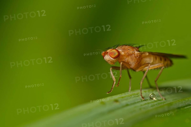 Fruit fly (fruit fly)