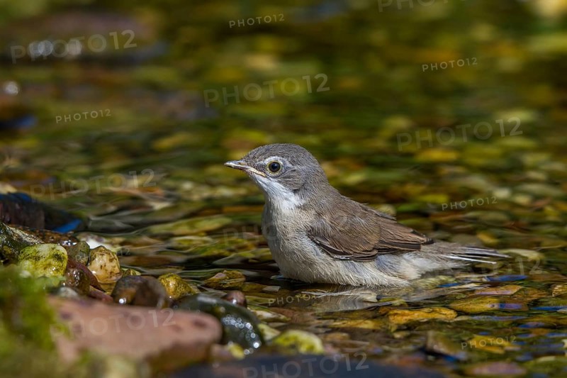 Rattling warbler - young bird bathing (Sylvia curruca)