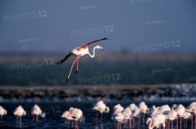 Pink flamingo (Phoenicopterus ruber)