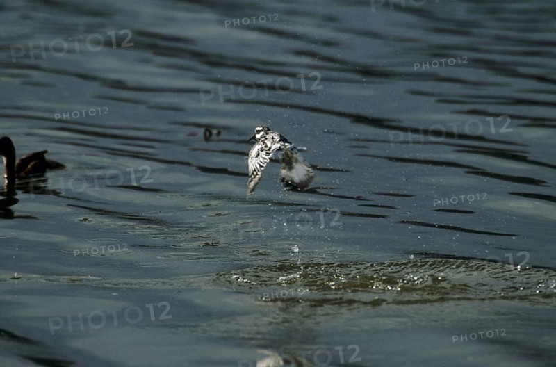 Grey Kingfisher (Ceryle rudis)