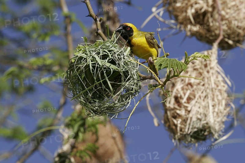 Masked weaver (Ploceus velatus)