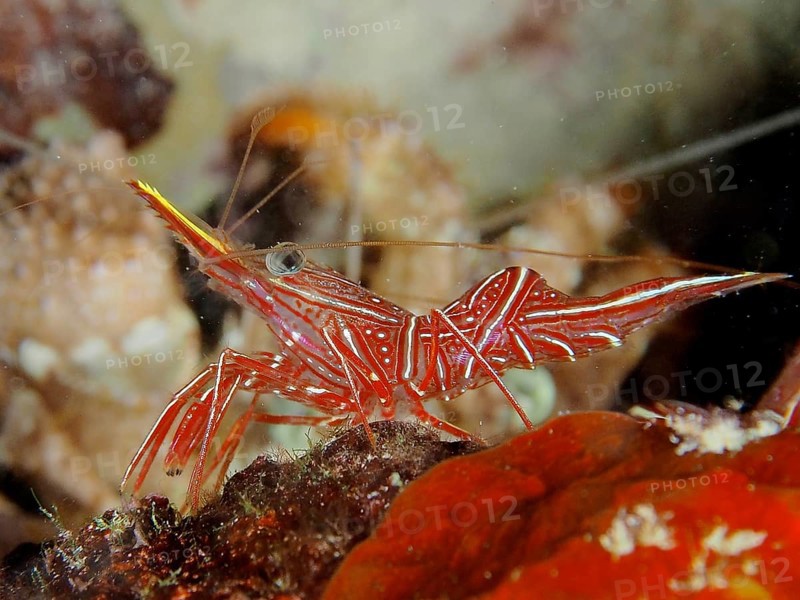 Camel shrimp (Rhynchocinetes durbanensis)