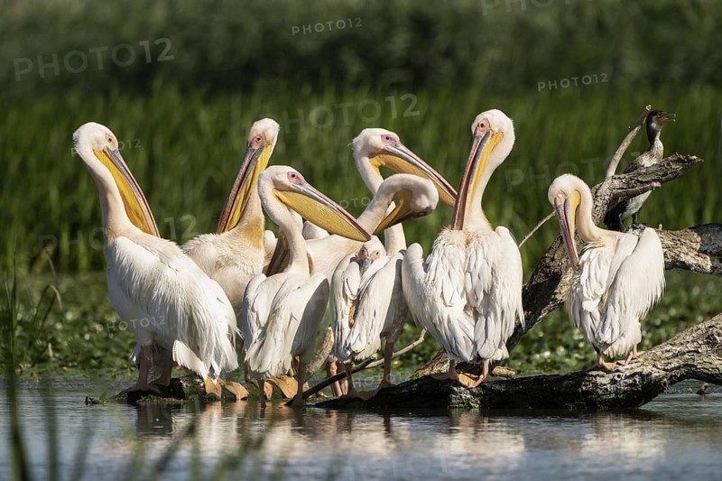 Pelecanus onocrotalus, danube delta, romania