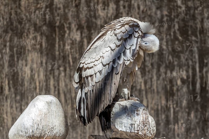 A light colored Southern Africa's endemic vulture