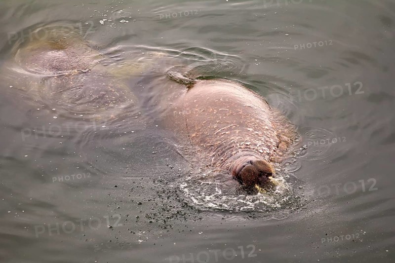 Three Atlantic walrus had come to surface of Barents sea