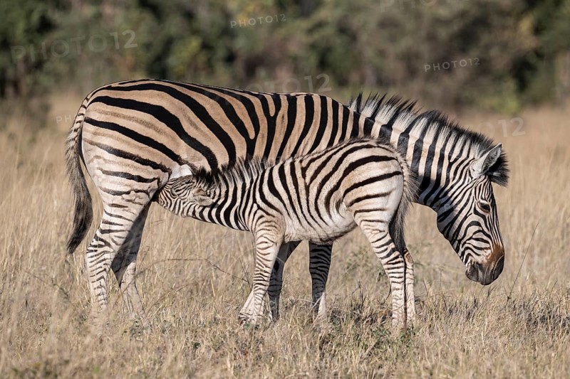 Steppe zebra (Equus quagga) Foal being suckled by mare, Mahango-Area, Bwabwate National Park, Caprivi, Zambezi Region Namibia