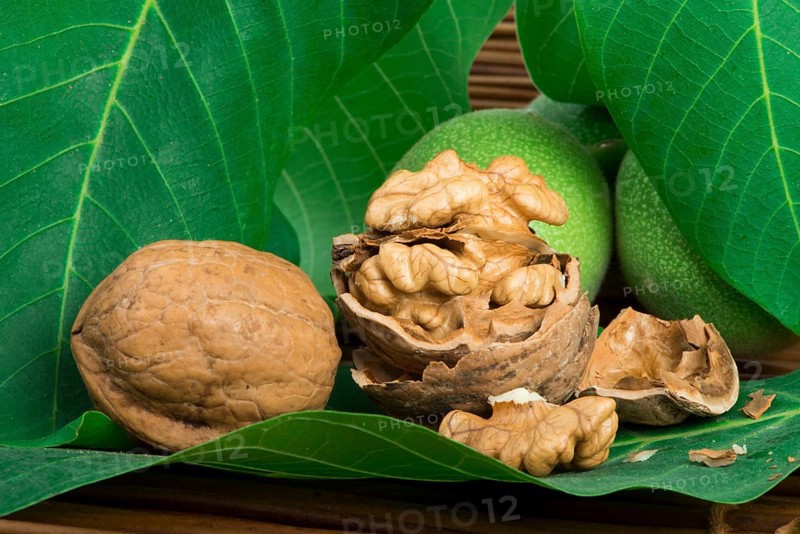 Green and ripe walnuts. Studio shot