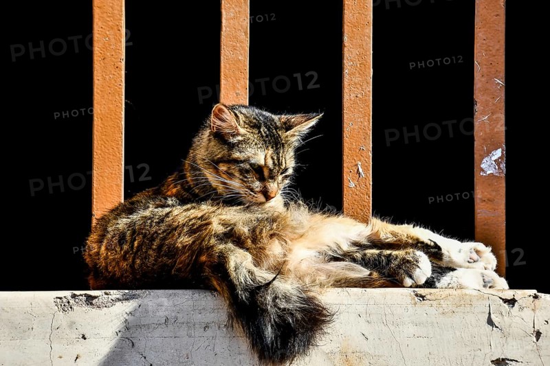 Cat sitting on fence