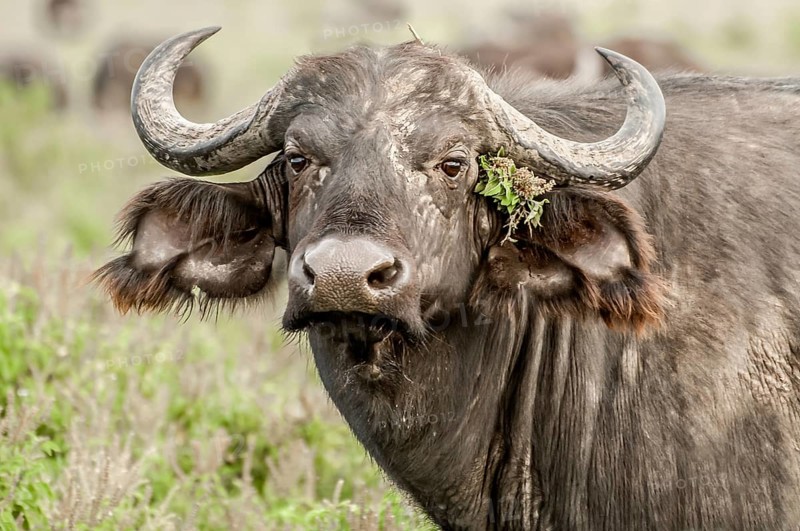 An up close portrait of a Cape Buffalo staring directly at the viewer with some green flowery plants stuck behind the ear as if the buffalo did so intentionally. The buffalo is in green savanna grasslands, and the rest of the heads are in the background