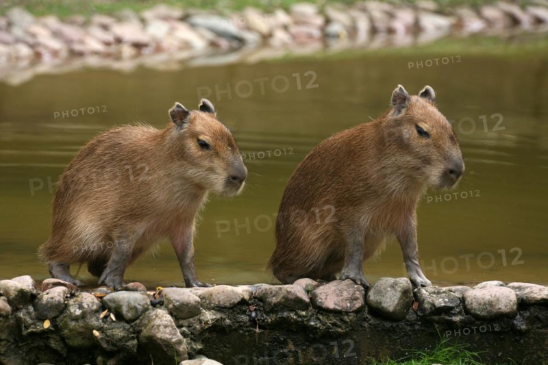 Capybara (Hydrochoerus hydrochaeris)