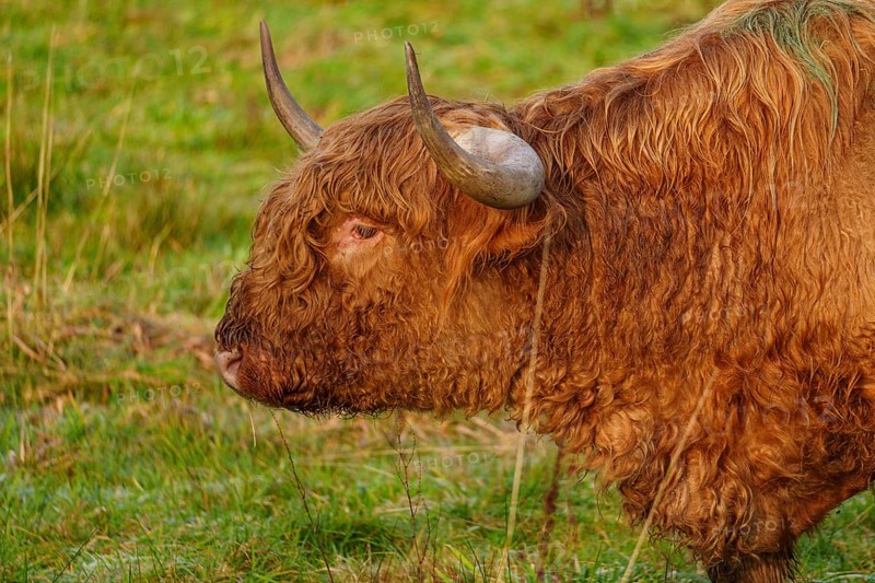 Profile view of a brown Highland cow in a meadow looking into the distance, Velen, münsterland, North Rhine-Westphalia, Germany