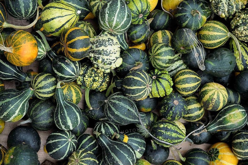 Variety of green and black striped ornamental pumpkins of different sizes. Autumn atmosphere, borken, münsterland, germany