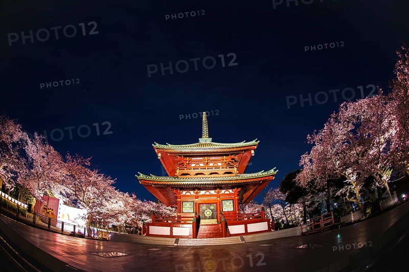 Temple and going to see cherry blossoms at night. Shooting Location: Yokohama-city kanagawa prefecture