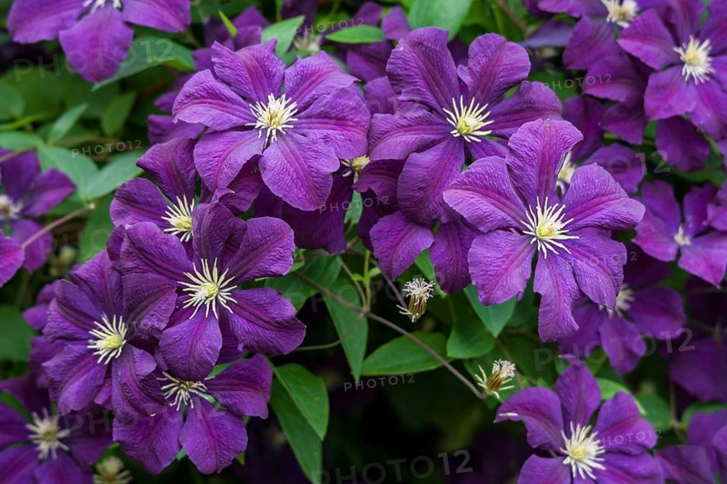 Clematis KLEMATIS WALDREBE CLEMATIS (clematis)