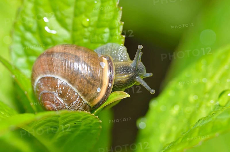 Black-mouthed ribbon snail (Cepaea nemoralis)