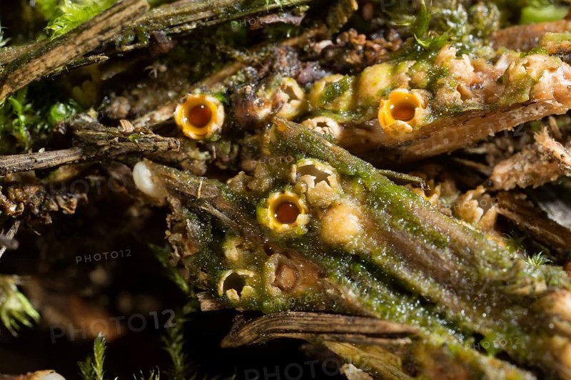 Shooting star fungus (Sphaerobolus stellatus)