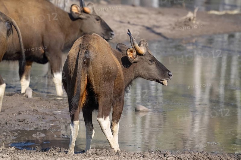 Gaur (Bos gaurus), cattle (Bovini), Indian bison, Satpura National Park, Tiger Reserve, Madhya Pradesh, Pachmarhi Biosphere Reserve, India