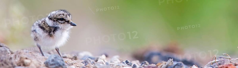 Ringed Plover, (Charadrius hiaticula), animals, birds, plover family, plover family, chicks, baby animals, Norðurþing, Húsavík, Iceland