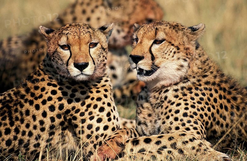 CHEETAH (acinonyx jubatus), GROUP LAYING DOWN AFTER EATING GAZELLE, MASAI MARA PARK, KENYA