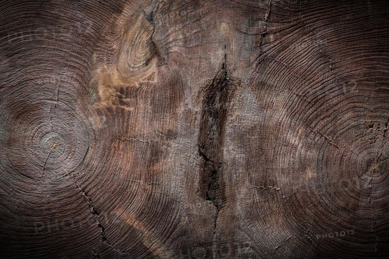 Double tree trunk cross section vintage wood texture