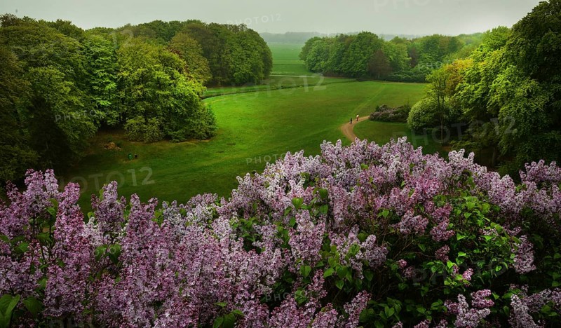 The forest of the Royal Estate De Horsten is worth seeing and has been open to the public since 1845, when it was owned by the royal family. Here on 29.04.2018 in Wassenaar. Seingenberg (Lilac Hill), NDL, Netherlands