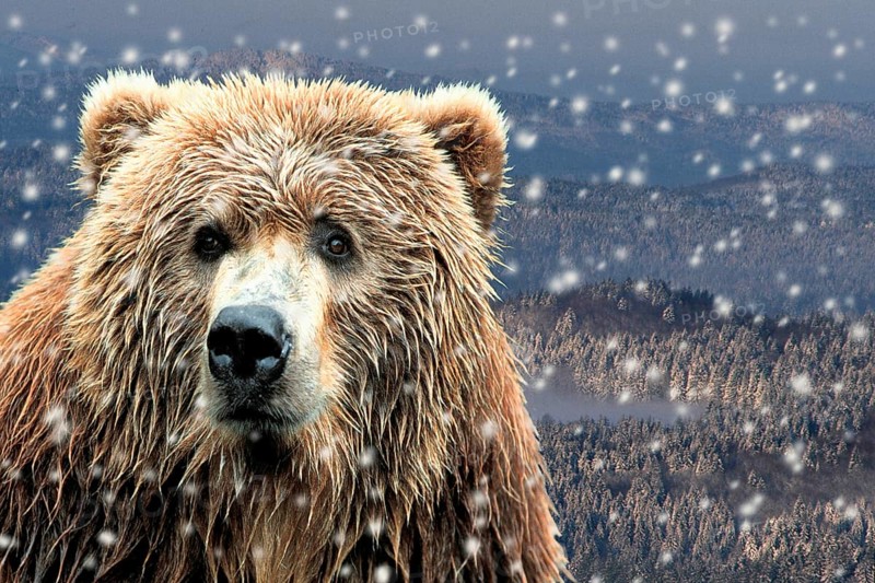 Kodiak bear in the falling snow (Ursus arctos middendorffii)