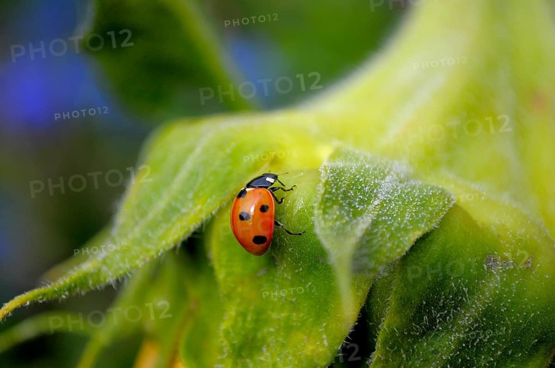 Ladybird on sunflower (Helianthus annuus) in the garden Sunflower