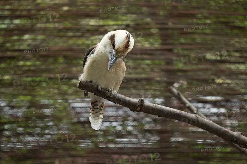 Portrait of a bird kookaburra (Dacelo novaeguineae)