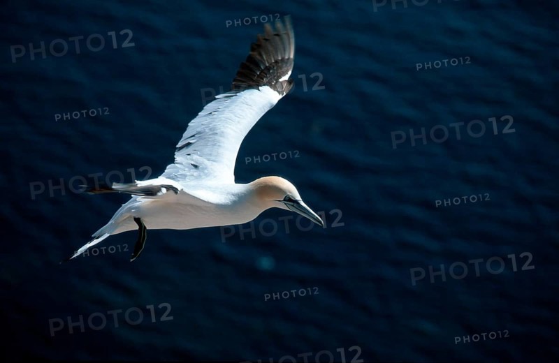 Northern Gannet (Morus bassanus), Heligoland, Northern gannet Schleswig-Holstein, Germany