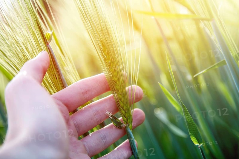 Farmer hand touching wheat fresh green wheat ears. Cornfield in the morning, sunshine