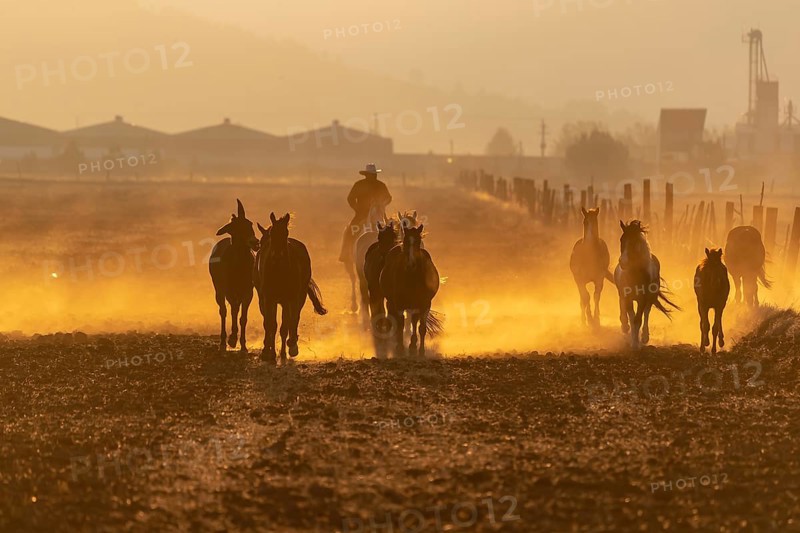 A herd of horses running through a field on a Mexican Ranch at sunrise
