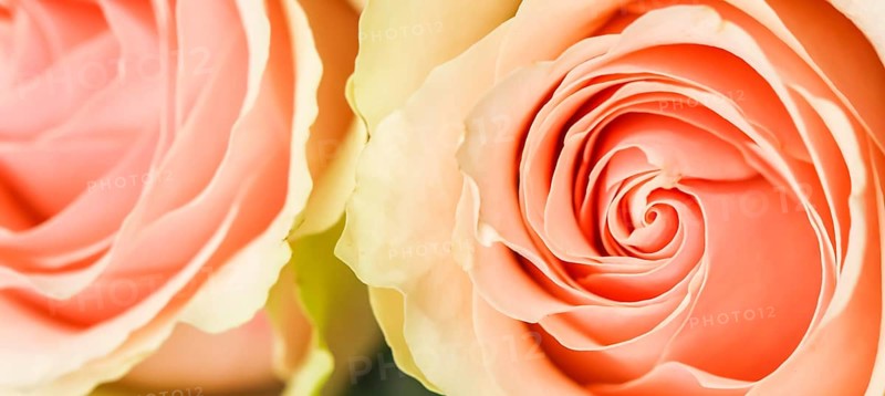 Delicate pale pink roses. Perfect for background greeting cards and wedding invitations, birthday, Valentine's Day, Mother's Day