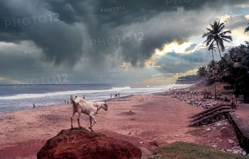Papanasam beach at Varkala, Kerala, South India, India, Asia. Goat. Arabian sea