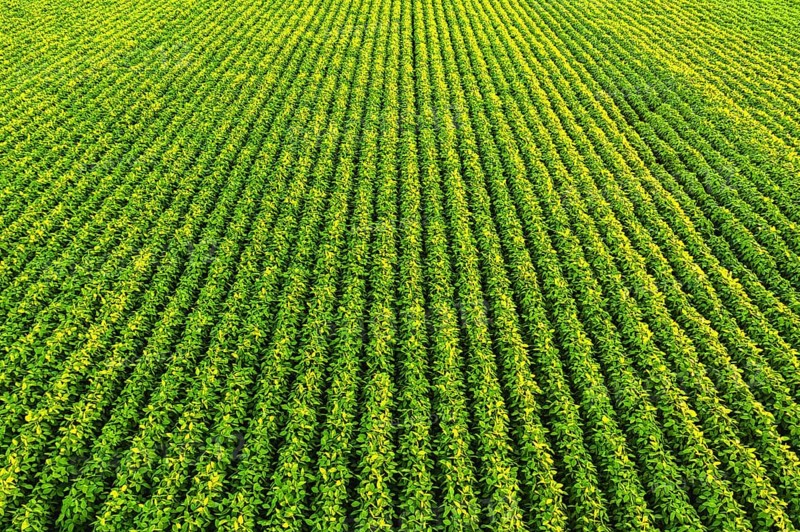 Soybean field with rows of soya bean plants. Aerial view. Agriculture in Austria