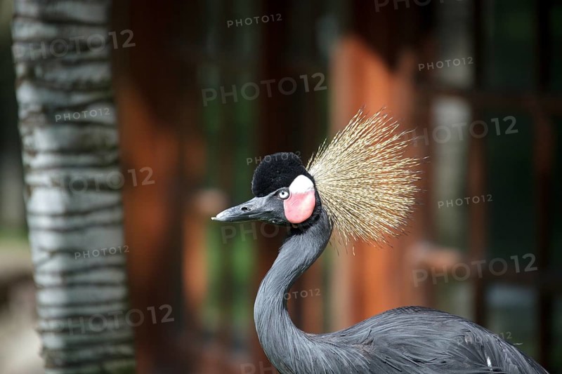 Black Crowned Crane (Balearica pavonina)