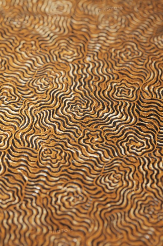 Cover of an old 19th century book, short depth of field