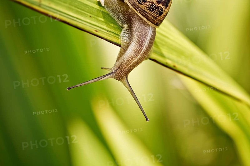 Snail in the summer garden