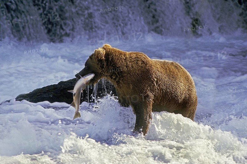 Grizzly Bear (ursus arctos horribilis), Adult standing in River, Fishing Salmon, Katmai park in Alaska